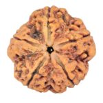 5 Mukhi Rudraksha 29.6mm 8.11gm - Rudraksha