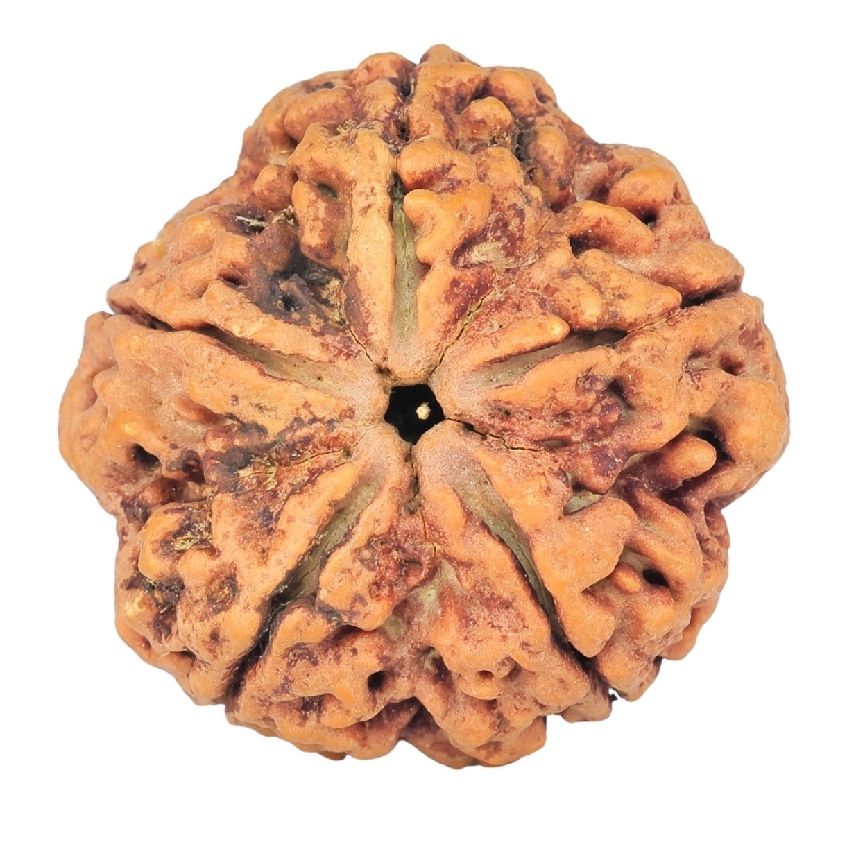 5 Mukhi Rudraksha 29.6mm 8.11gm - Rudraksha