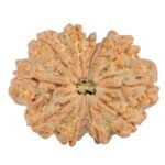 11 Mukhi Rudraksha 32.4mm 7.25gm - Rudraksha