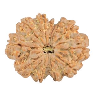 11 Mukhi Rudraksha 32.4mm 7.25gm - Rudraksha