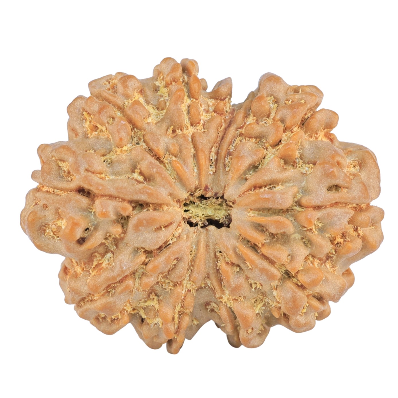 11 Mukhi Rudraksha 32.4mm 7.25gm - Rudraksha