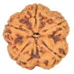 5 Mukhi Rudraksha 29mm 8.6gm - Rudraksha