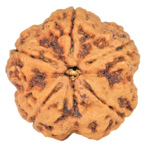 5 Mukhi Rudraksha 29mm 8.6gm