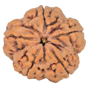 5 Mukhi Rudraksha 29.5mm 9.21gm