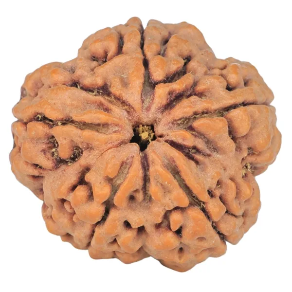 5 Mukhi Rudraksha 29.5mm 9.21gm - Rudraksha