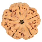 5 Mukhi Rudraksha 29.5mm 8.14gm - Rudraksha