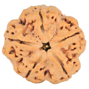 5 Mukhi Rudraksha 29.5mm 8.14gm