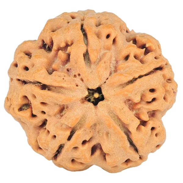 5 Mukhi Rudraksha 29.5mm 8.14gm - Rudraksha