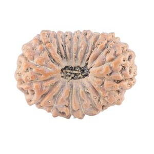 18 Mukhi Rudraksha 22.4mm 2.61gm - Rudraksha