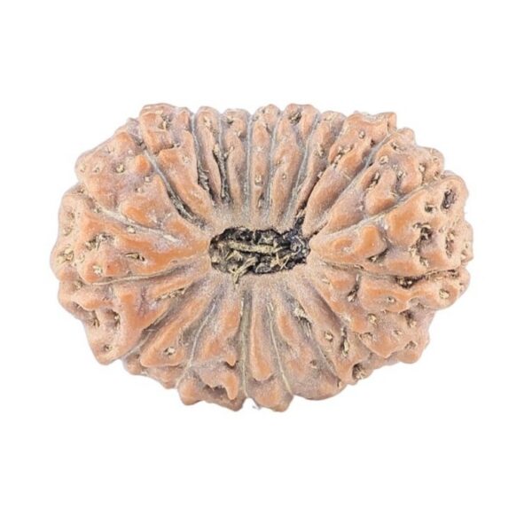 18 Mukhi Rudraksha 22.4mm 2.61gm - Rudraksha