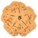 5 Mukhi Rudraksha 29.6mm 8.68gm - Rudraksha