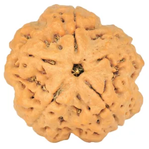 5 Mukhi Rudraksha 29.6mm 8.68gm