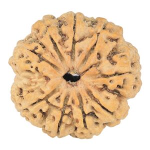 9 Mukhi Rudraksha 24mm 3.3gm - Rudraksha