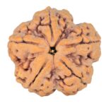 5 Mukhi Rudraksha 29.5mm 9.34gm - Rudraksha