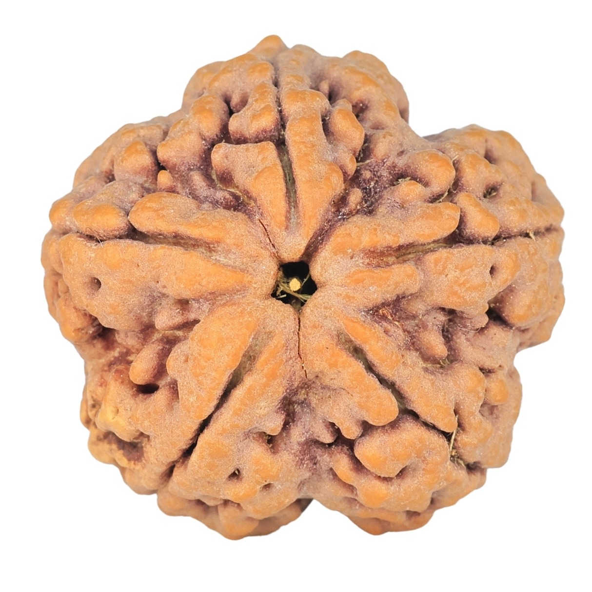 5 Mukhi Rudraksha 29.5mm 9.34gm - Rudraksha