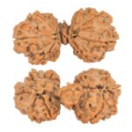 9 Mukhi Mini Trijuti 38.7mm 6.25gm - Rudraksha