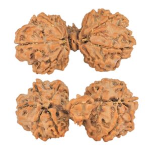 9 Mukhi Mini Trijuti 38.7mm 6.25gm - Rudraksha