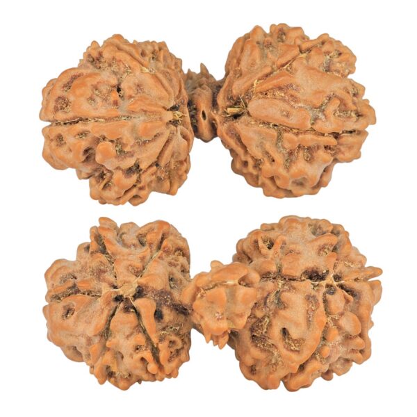 9 Mukhi Mini Trijuti 38.7mm 6.25gm - Rudraksha