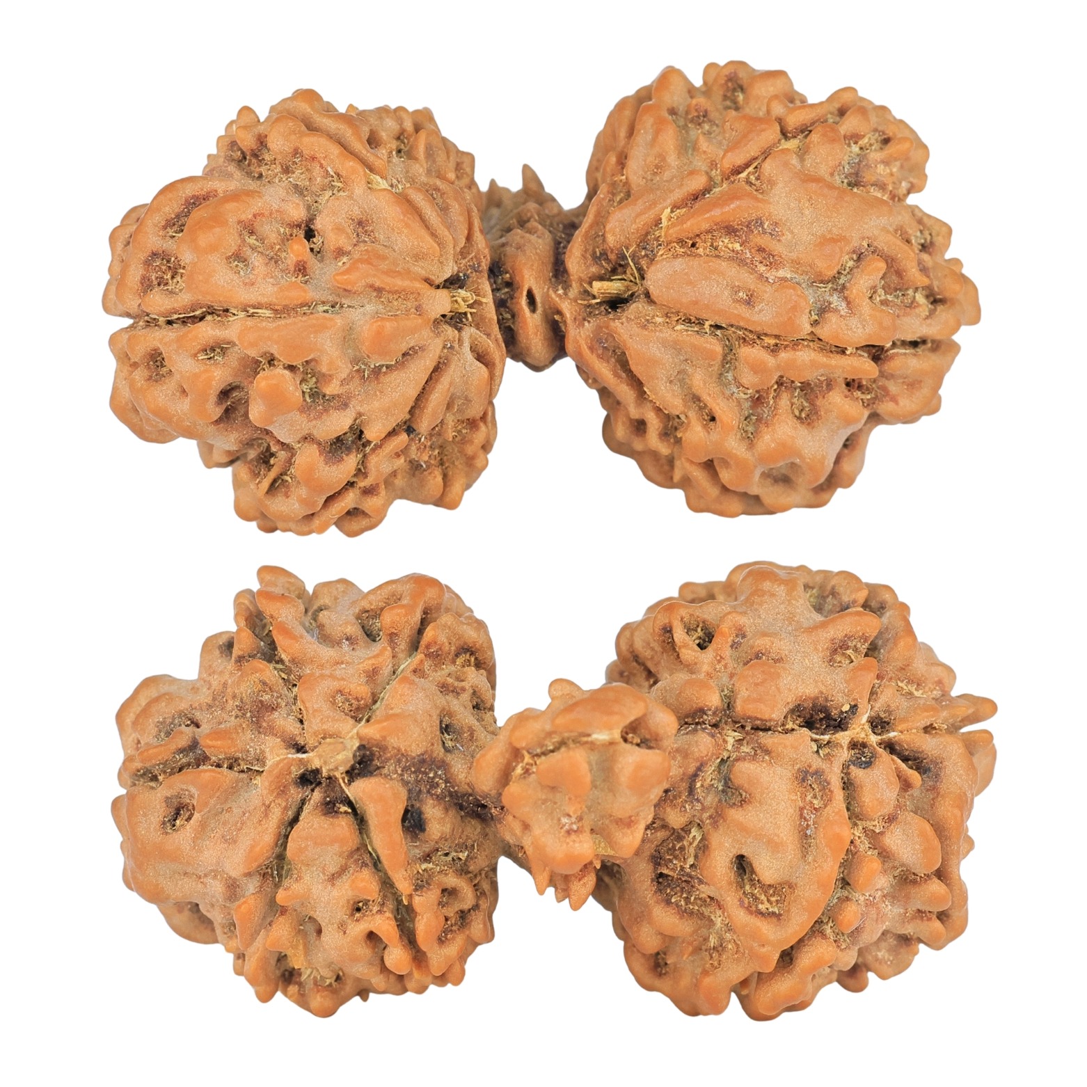 9 Mukhi Mini Trijuti 38.7mm 6.25gm - Rudraksha