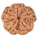5 Mukhi Rudraksha 30.8mm 8.38gm - Rudraksha
