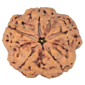 5 Mukhi Rudraksha 30.8mm 8.38gm