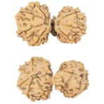 11 Mukhi Mini Trijuti 33mm 4.92gm - Rudraksha