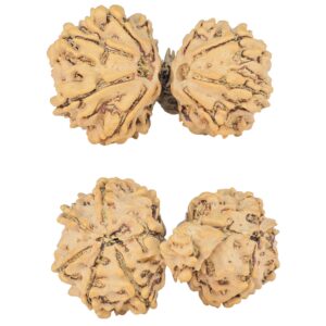 11 Mukhi Mini Trijuti 33mm 4.92gm - Rudraksha