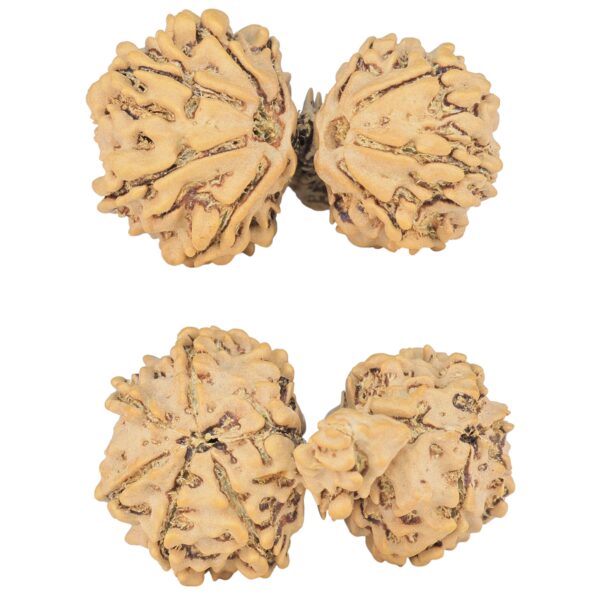 11 Mukhi Mini Trijuti 33mm 4.92gm - Rudraksha