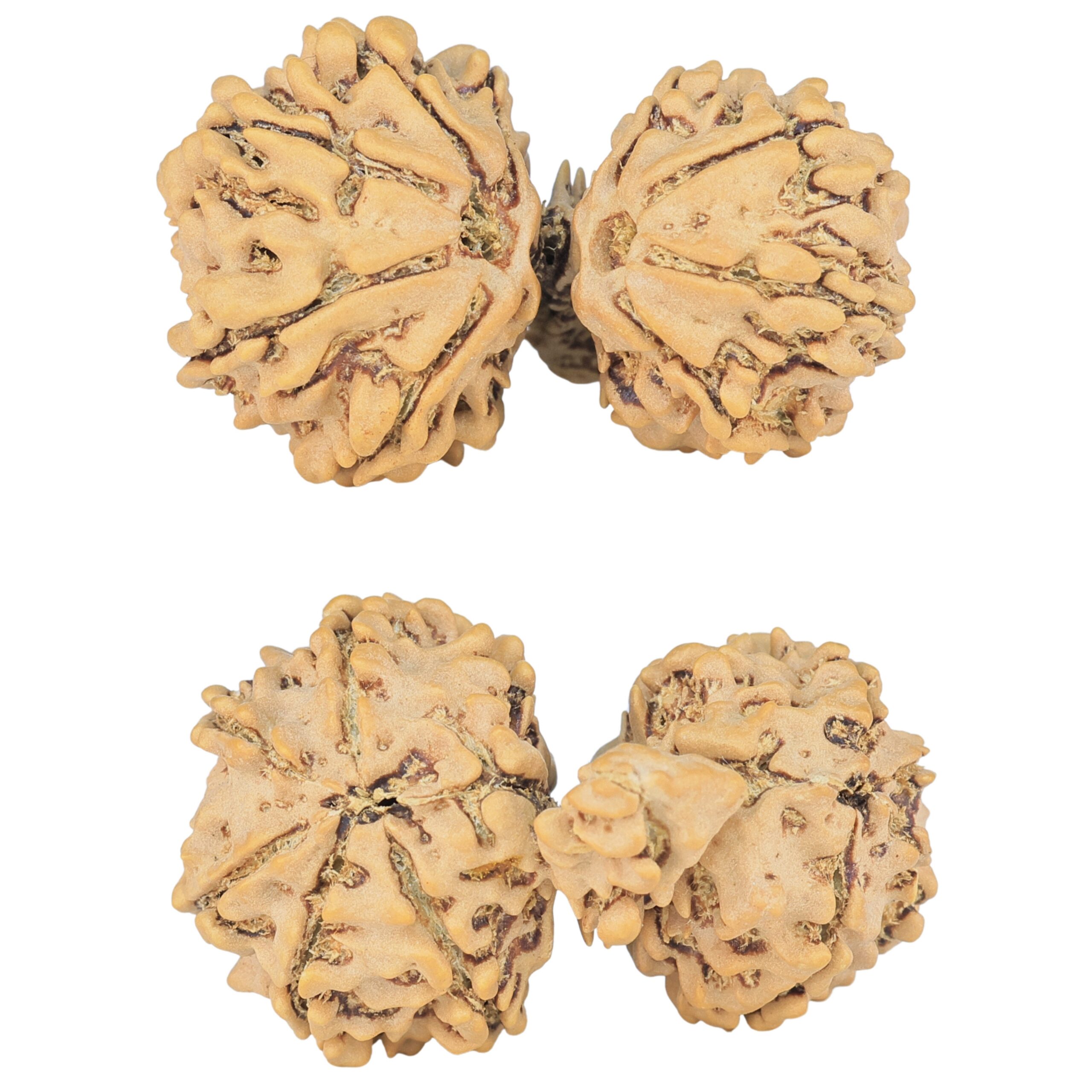 11 Mukhi Mini Trijuti 33mm 4.92gm - Rudraksha