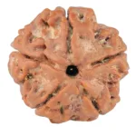 5 Mukhi Rudraksha 20.5mm 3.38gm - Rudraksha