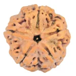 5 Mukhi Rudraksha 29.6mm 8.93gm - Rudraksha