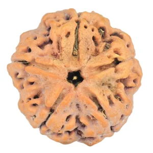 5 Mukhi Rudraksha 29.6mm 8.93gm