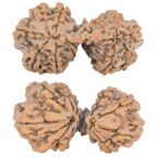 12 Mukhi Mini Trijuti 36.5mm 6.34gm - Rudraksha