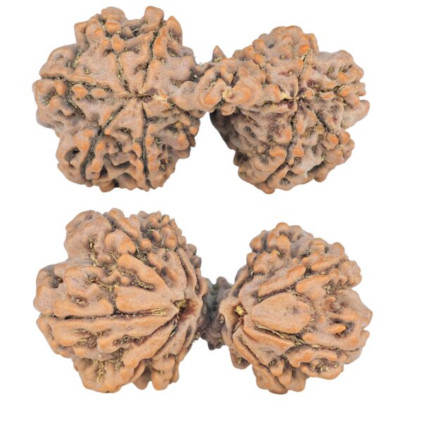 12 Mukhi Mini Trijuti 36.5mm 6.34gm - Rudraksha