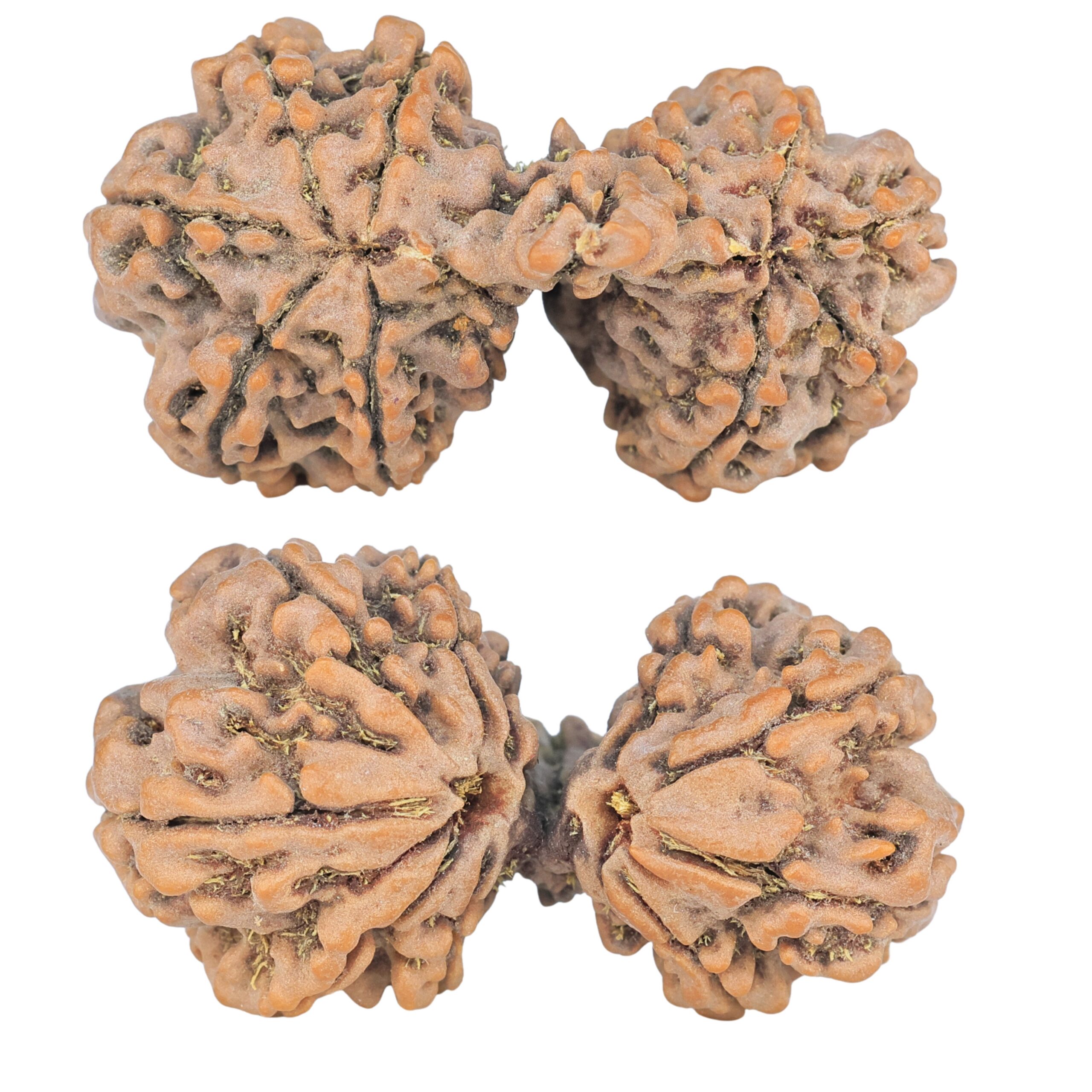 12 Mukhi Mini Trijuti 36.5mm 6.34gm - Rudraksha