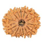 14 Mukhi Rudraksha 24.4mm 3.38gm - Rudraksha
