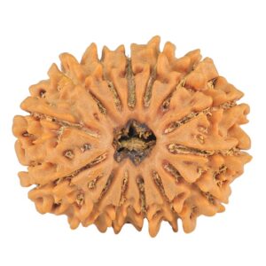 14 Mukhi Rudraksha 24.4mm 3.38gm - Rudraksha