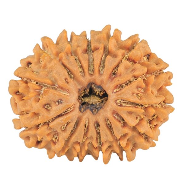 14 Mukhi Rudraksha 24.4mm 3.38gm - Rudraksha