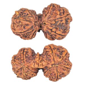 11 Mukhi Mini Trijuti 32.3mm 4.89gm - Rudraksha