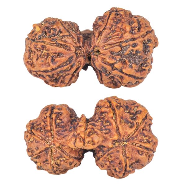 11 Mukhi Mini Trijuti 32.3mm 4.89gm - Rudraksha