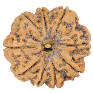 9 Mukhi Rudraksha 30mm 5.86gm