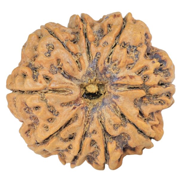 9 Mukhi Rudraksha 30mm 5.86gm - Rudraksha