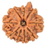 9 Mukhi Ganesh 23.1mm 3.91gm - Rudraksha