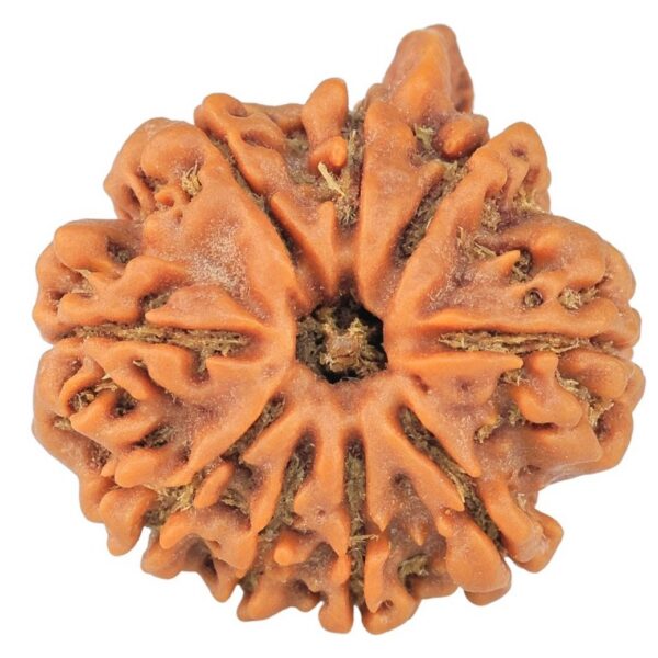 9 Mukhi Ganesh 23.1mm 3.91gm - Rudraksha