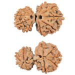 10 Mukhi Garbhgauri 26mm 3gm - Rudraksha