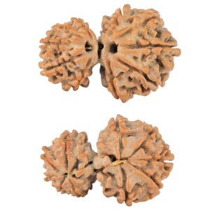 10 Mukhi Garbhgauri 26mm 3gm - Rudraksha
