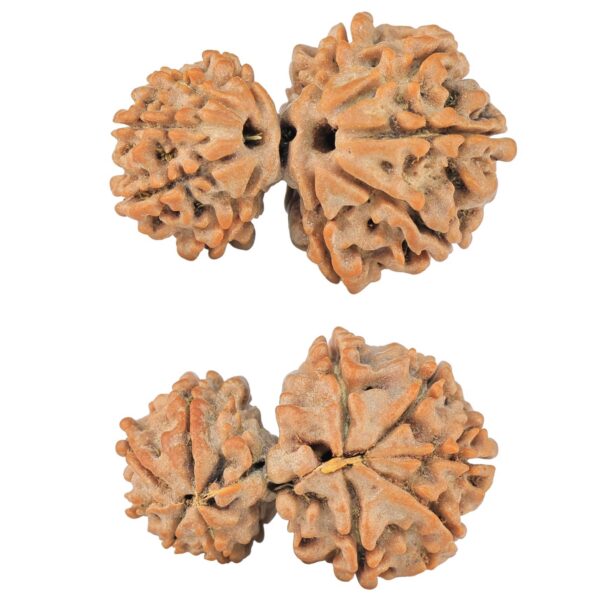 10 Mukhi Garbhgauri 26mm 3gm - Rudraksha