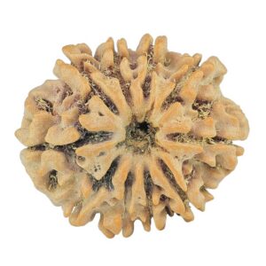 10 Mukhi Rudraksha 24.8mm 4gm - Origin: Nepal - Rudraksha
