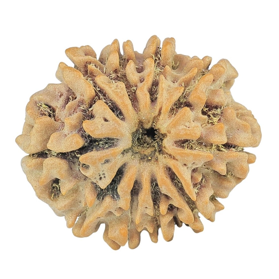 10 Mukhi Rudraksha 24.8mm 4gm - Origin: Nepal - Rudraksha