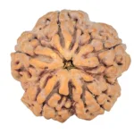 5 Mukhi Rudraksha 29.6mm 8.8gm - Rudraksha